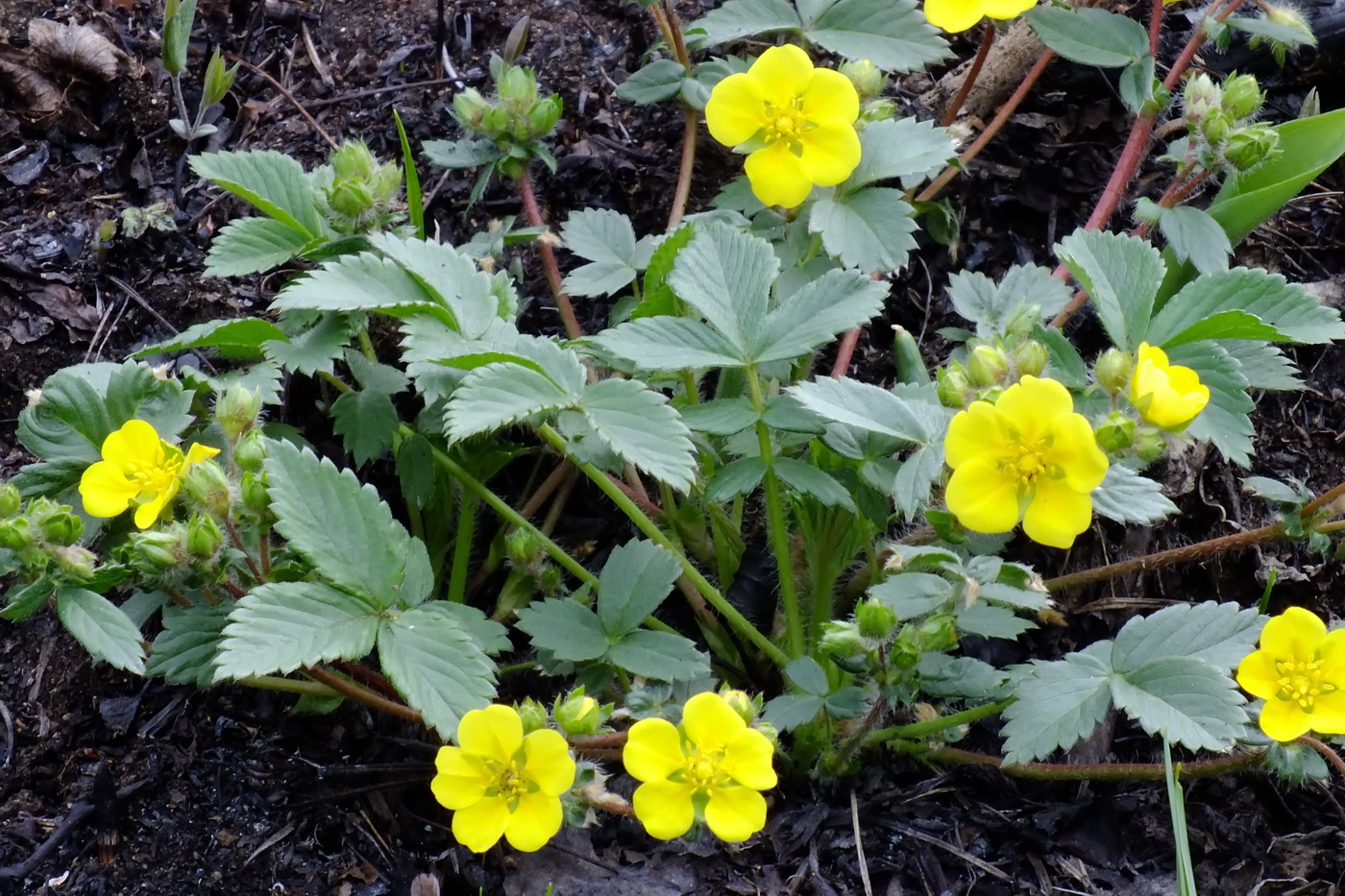 Image of Potentilla fragarioides specimen.