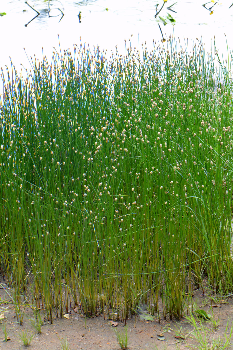 Изображение особи Eleocharis palustris.