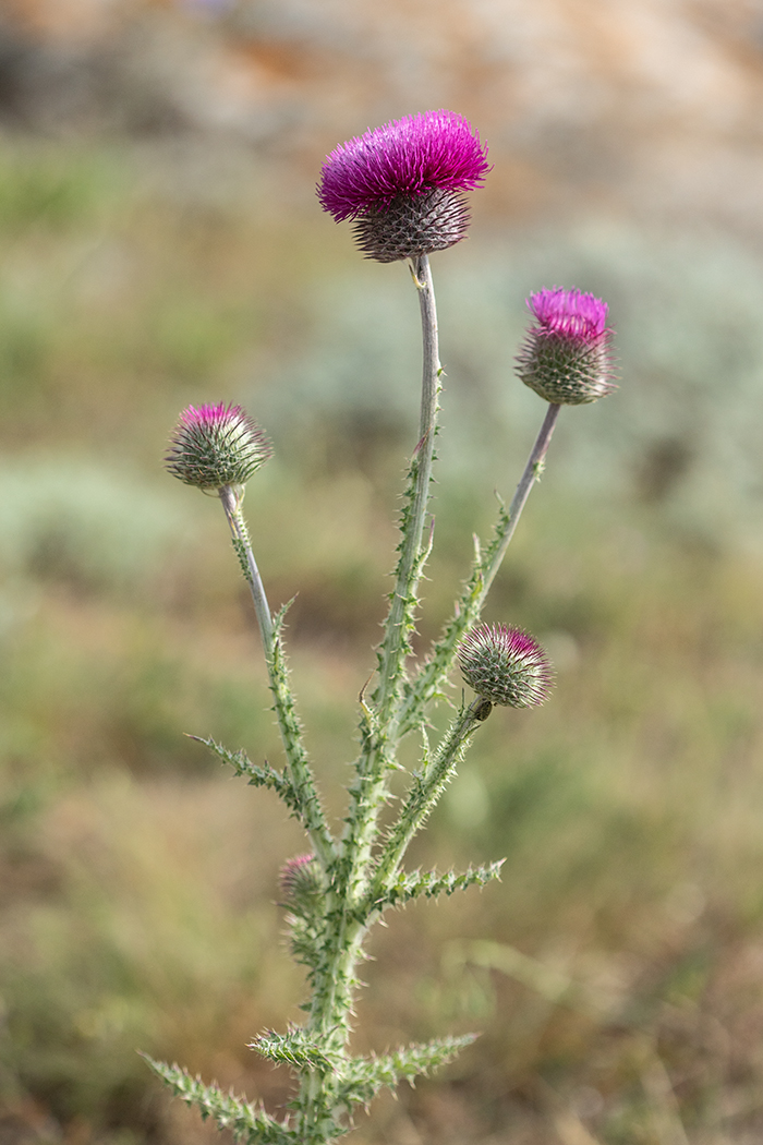 Image of Carduus uncinatus ssp. davisii specimen.