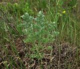 Artemisia absinthium. Вегетирующее растение. Владимирская обл., Судогодский р-н, окр. дер. Митино, вырубка. 15.06.2019.