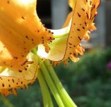 Lilium henryi