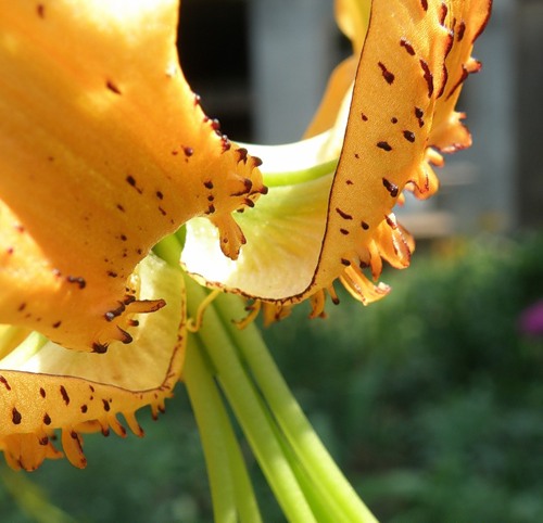 Изображение особи Lilium henryi.