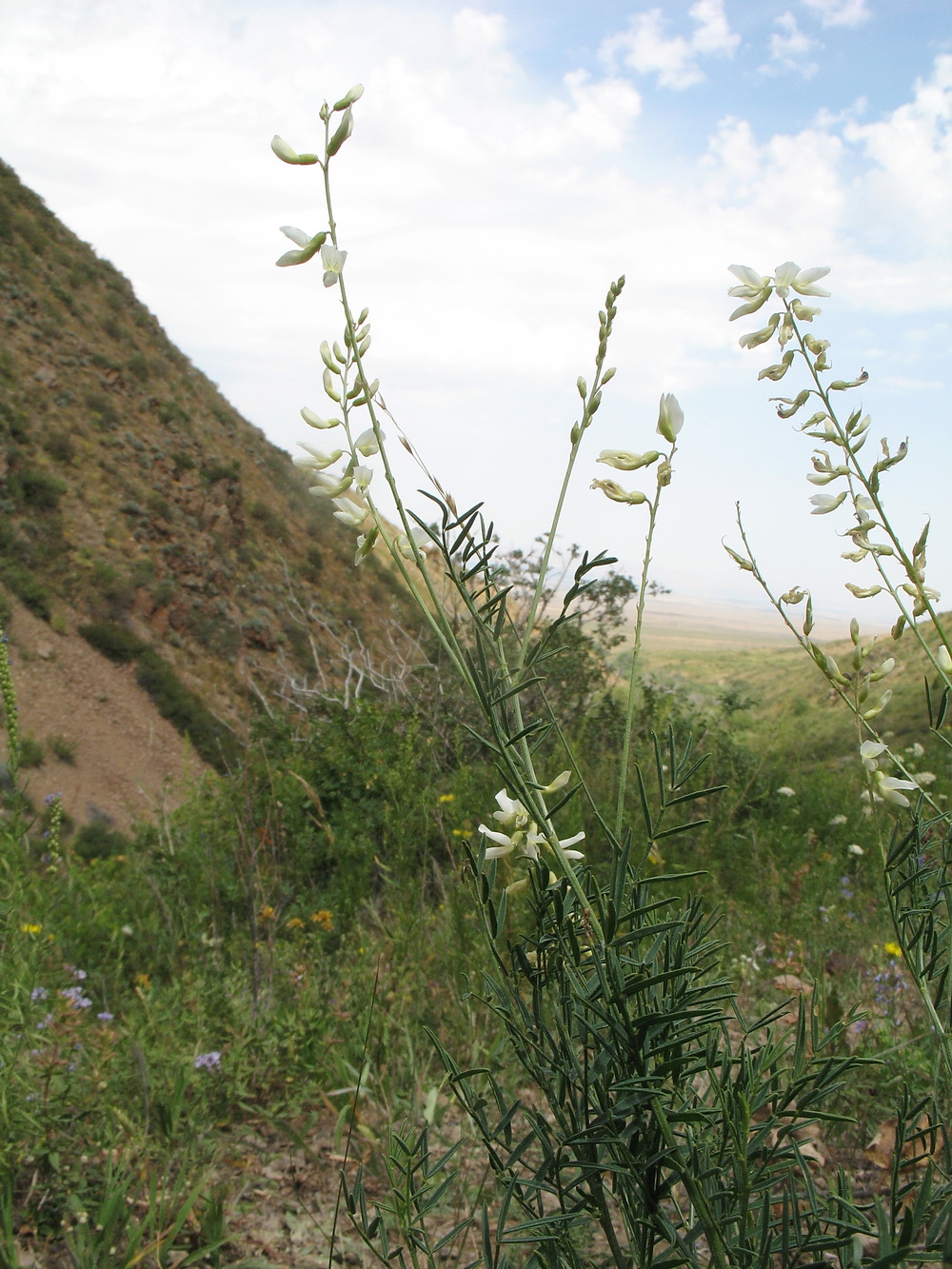 Изображение особи Astragalus pseudomacropterus.