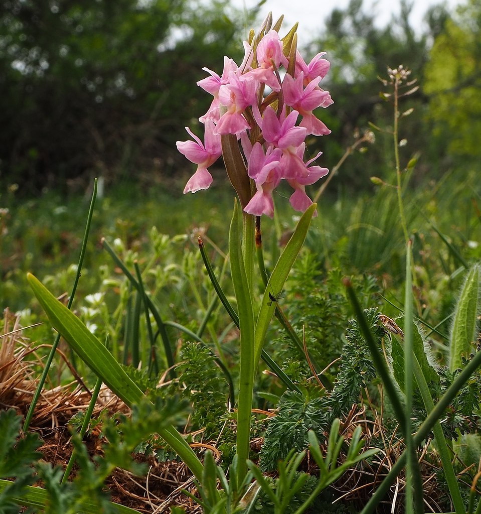 Image of Dactylorhiza romana specimen.