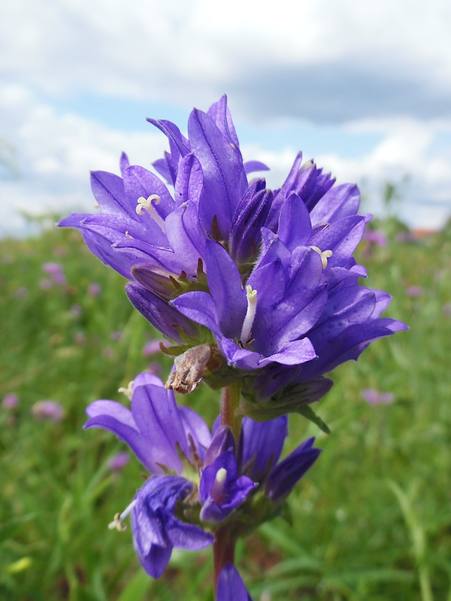 Image of Campanula glomerata specimen.