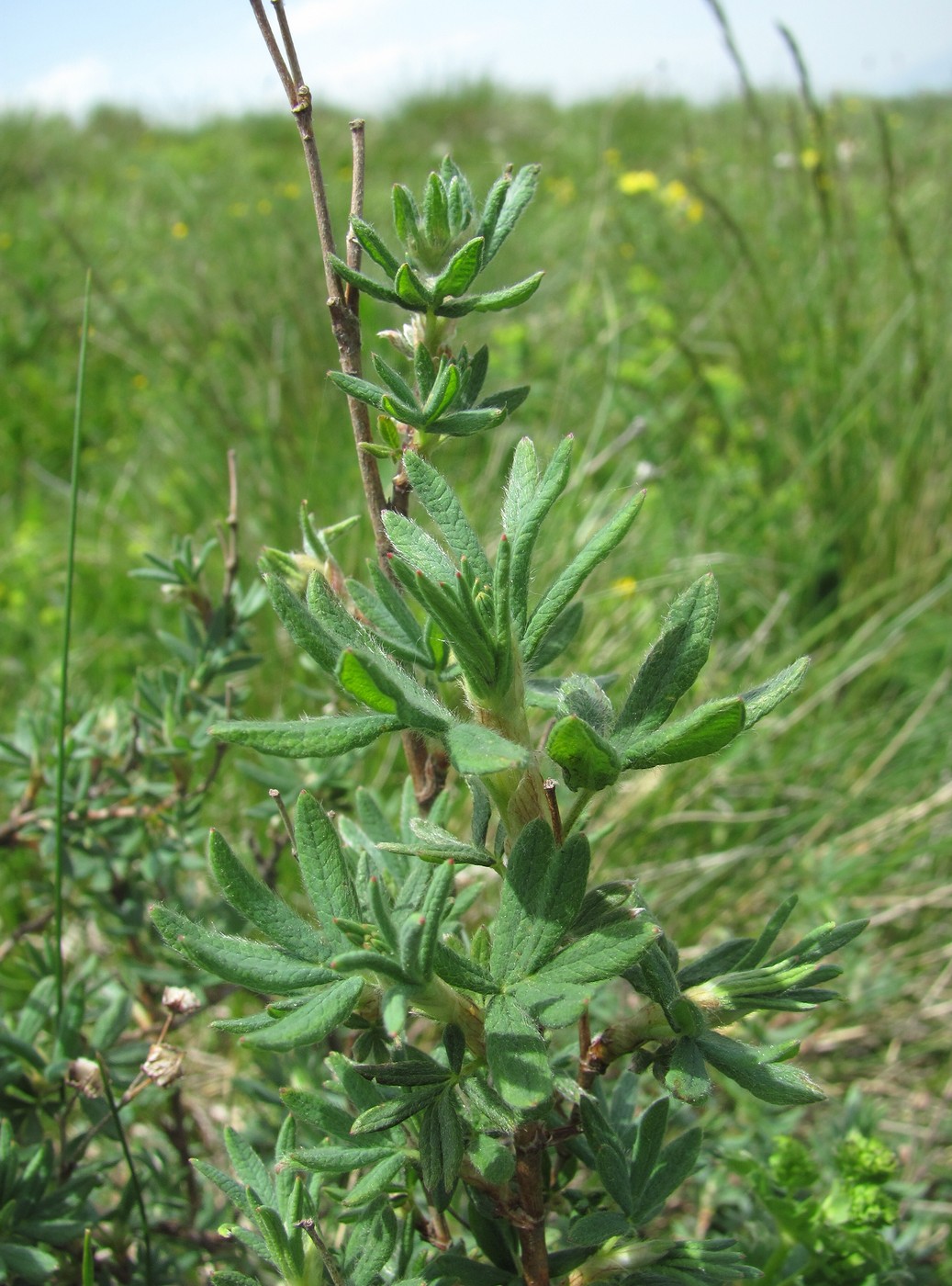 Image of Dasiphora fruticosa specimen.