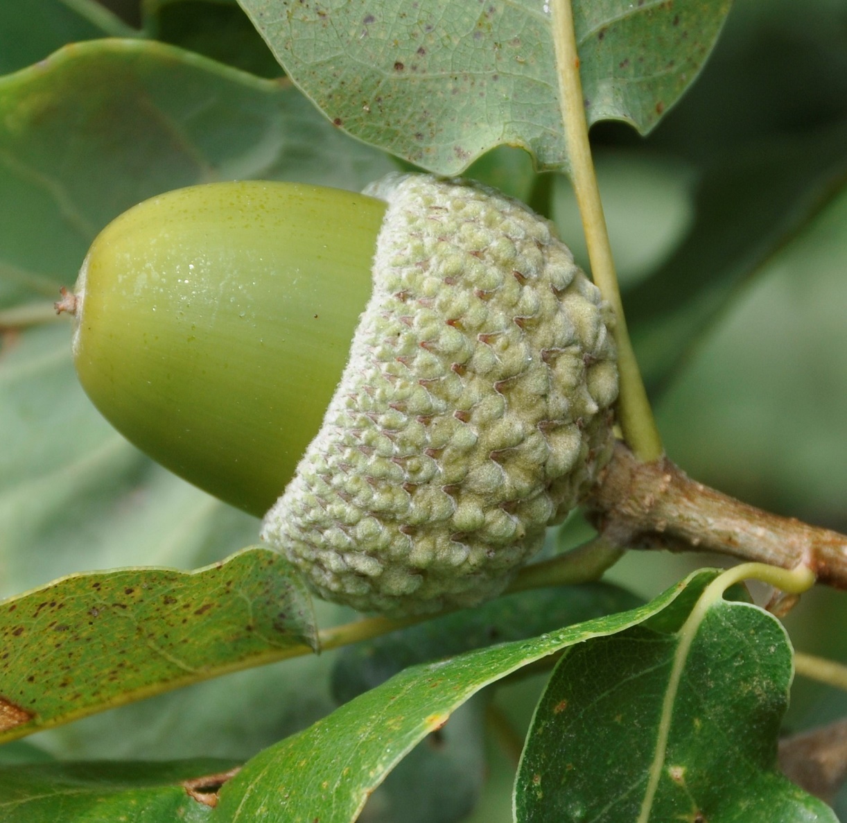 Изображение особи Quercus infectoria ssp. veneris.