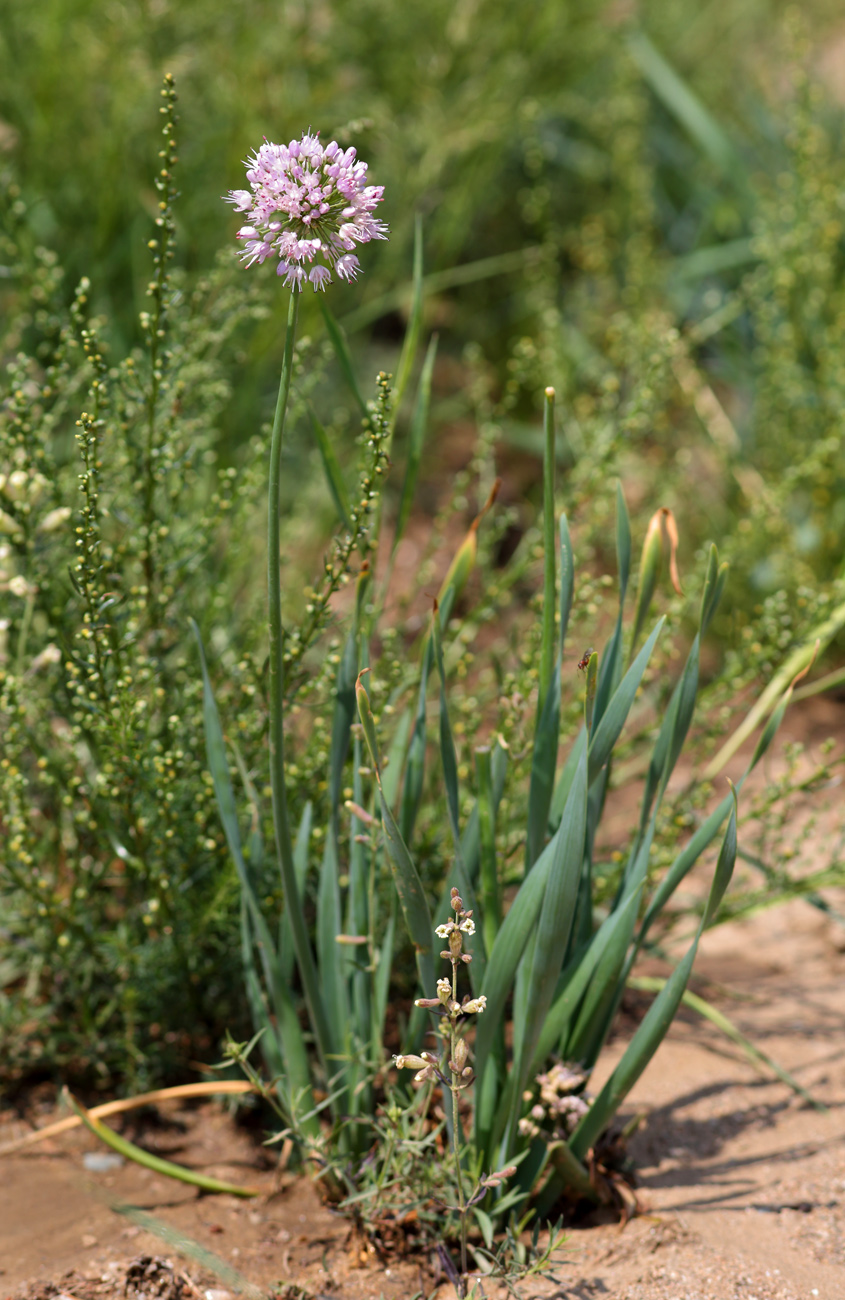 Image of Allium senescens specimen.