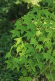 Acer oliverianum