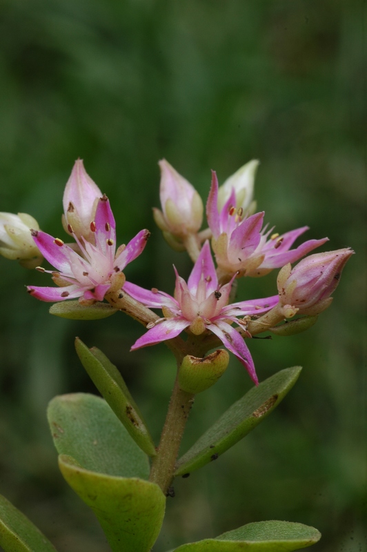 Image of Sedum obtusifolium specimen.