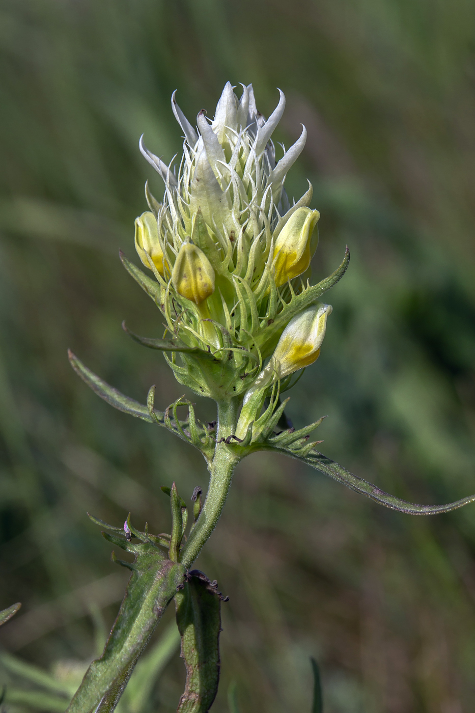 Image of Melampyrum argyrocomum specimen.