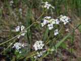 Arabidopsis gemmifera