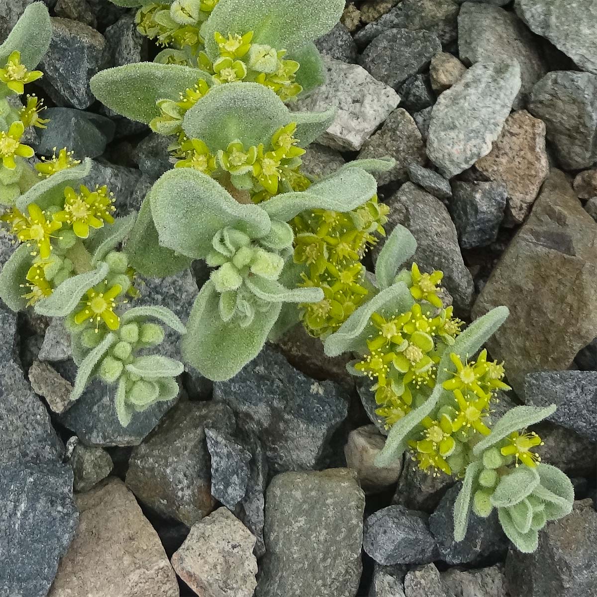 Изображение особи Tetragonia maritima.