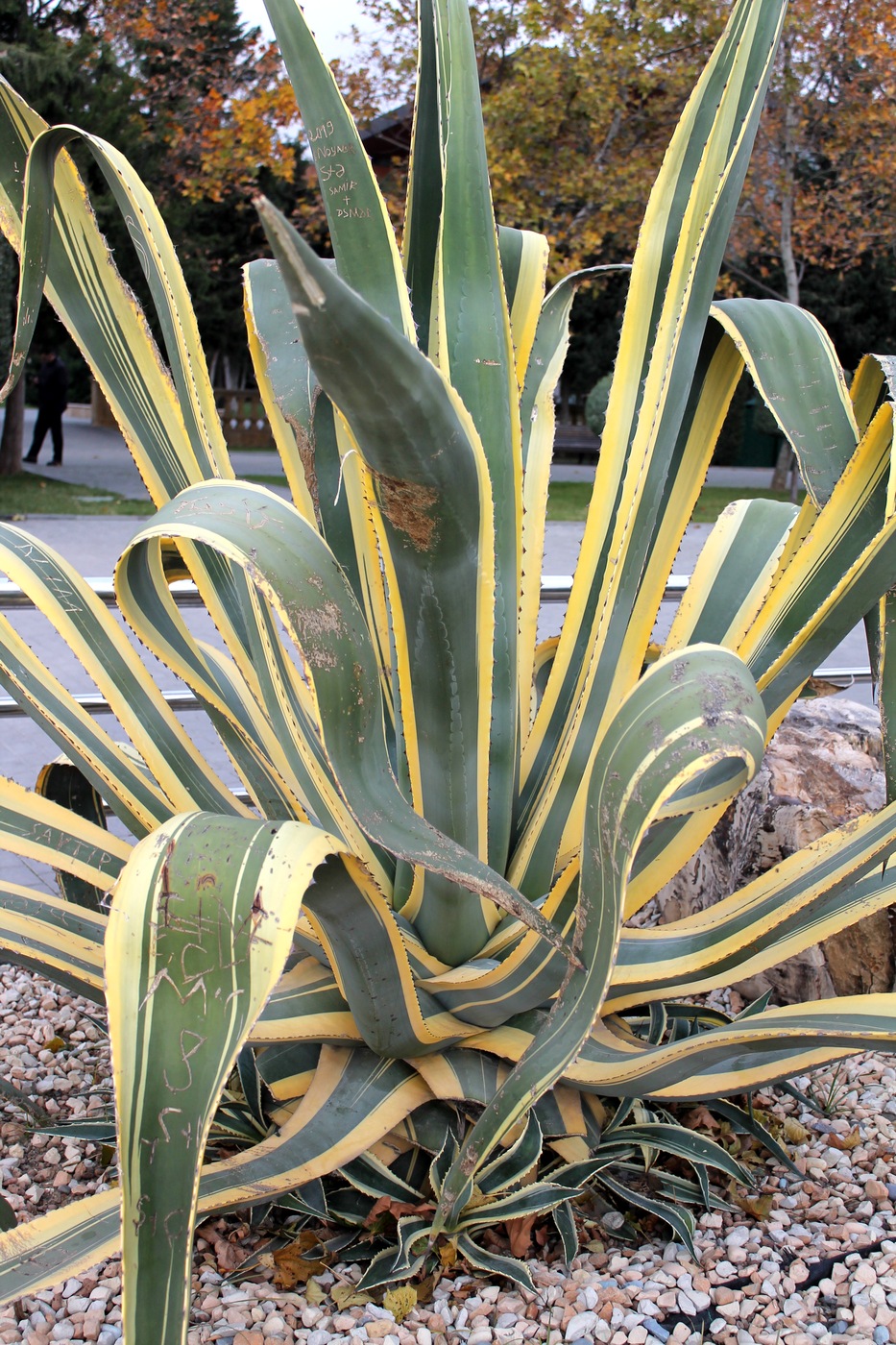 Изображение особи Agave americana var. marginata.