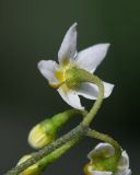 genus Solanum. Цветок (вид со стороны чашечки). Перу, регион La Libertad, пос. Huanchaco, закреплённые дюны. 24.10.2019.