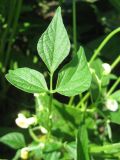 Vigna unguiculata