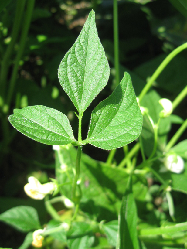Image of Vigna unguiculata specimen.