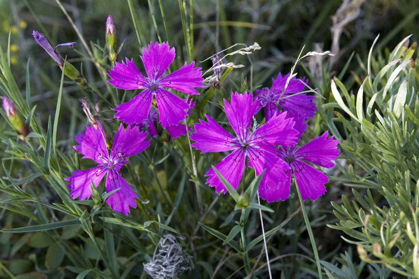 Image of Dianthus versicolor specimen.