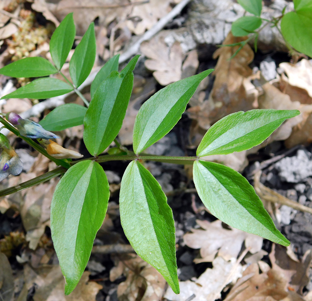 Изображение особи Lathyrus vernus.