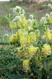Astragalus vulpinus