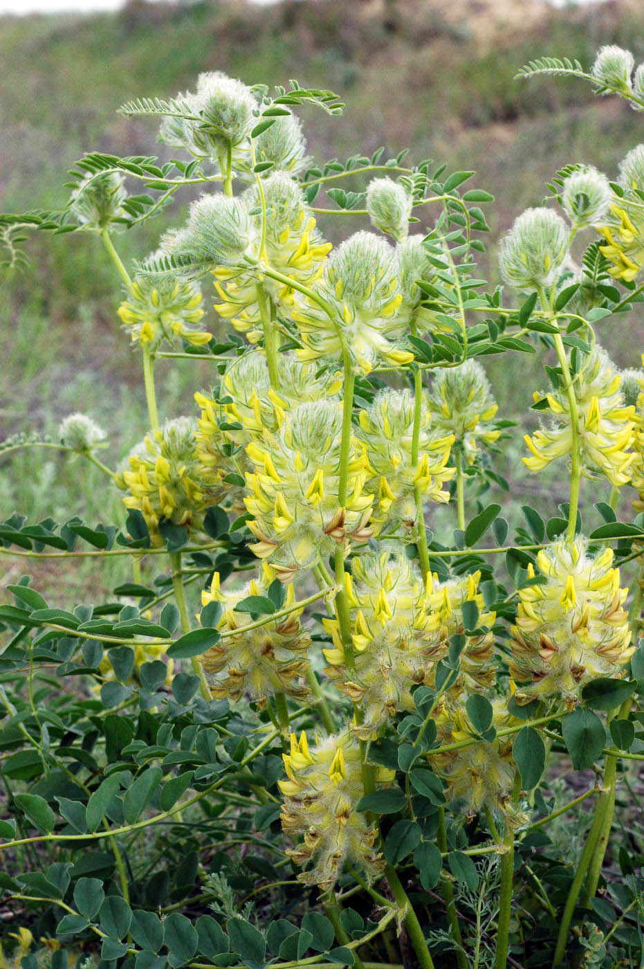 Image of Astragalus vulpinus specimen.