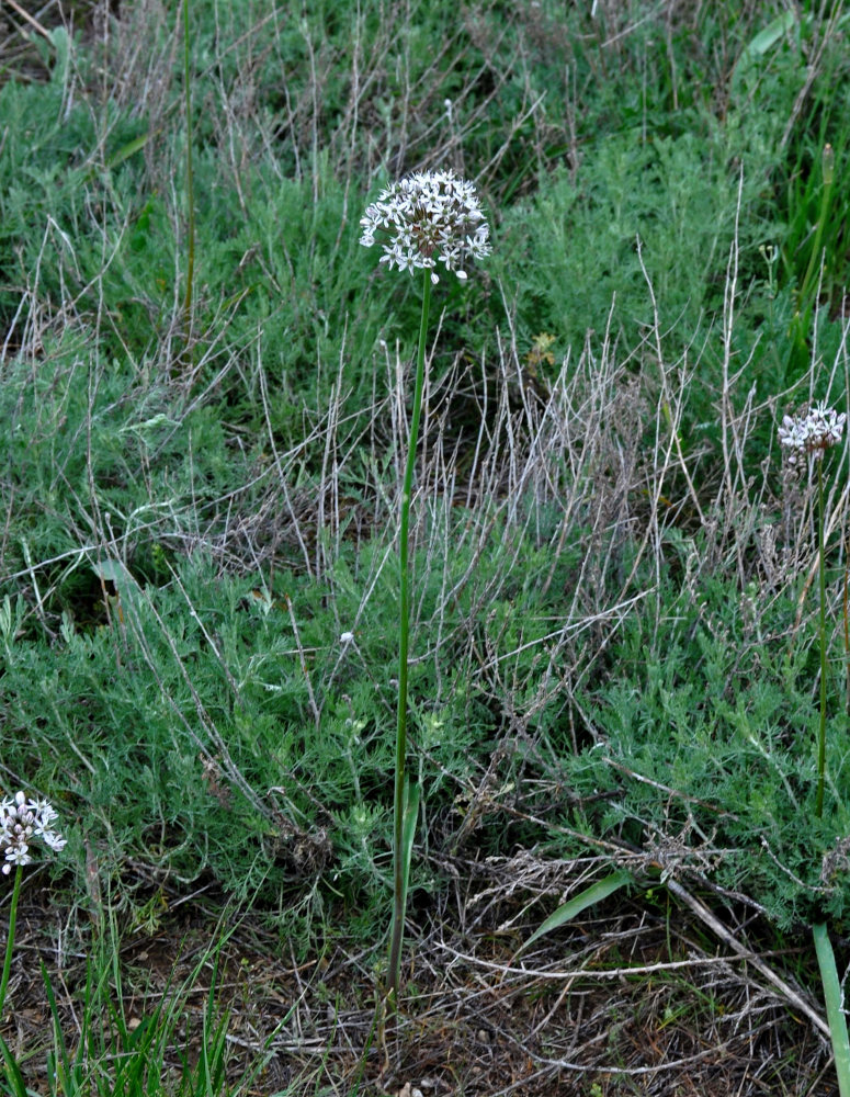 Image of Allium tulipifolium specimen.