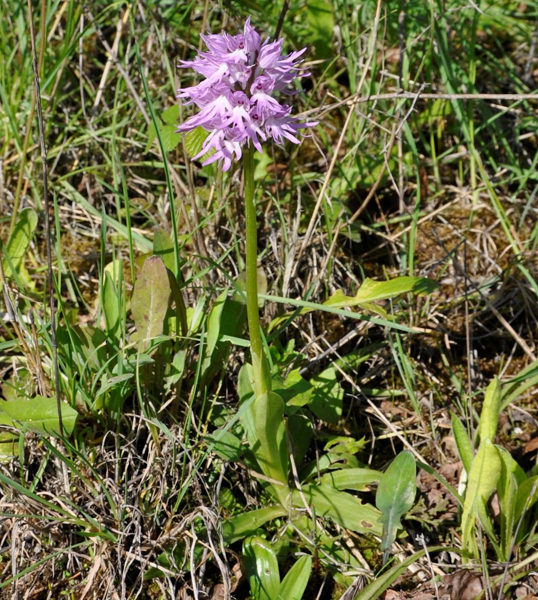 Изображение особи Orchis italica.