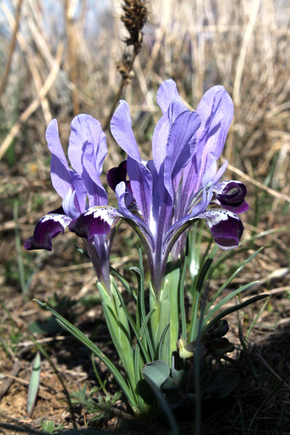 Изображение особи Iridodictyum kolpakowskianum.