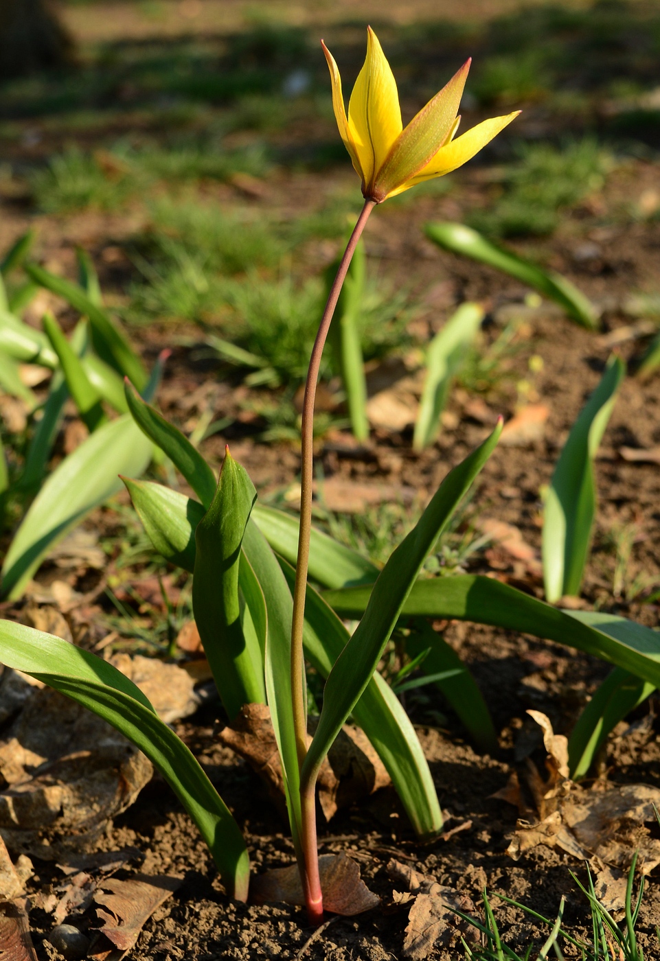 Изображение особи Tulipa biebersteiniana.