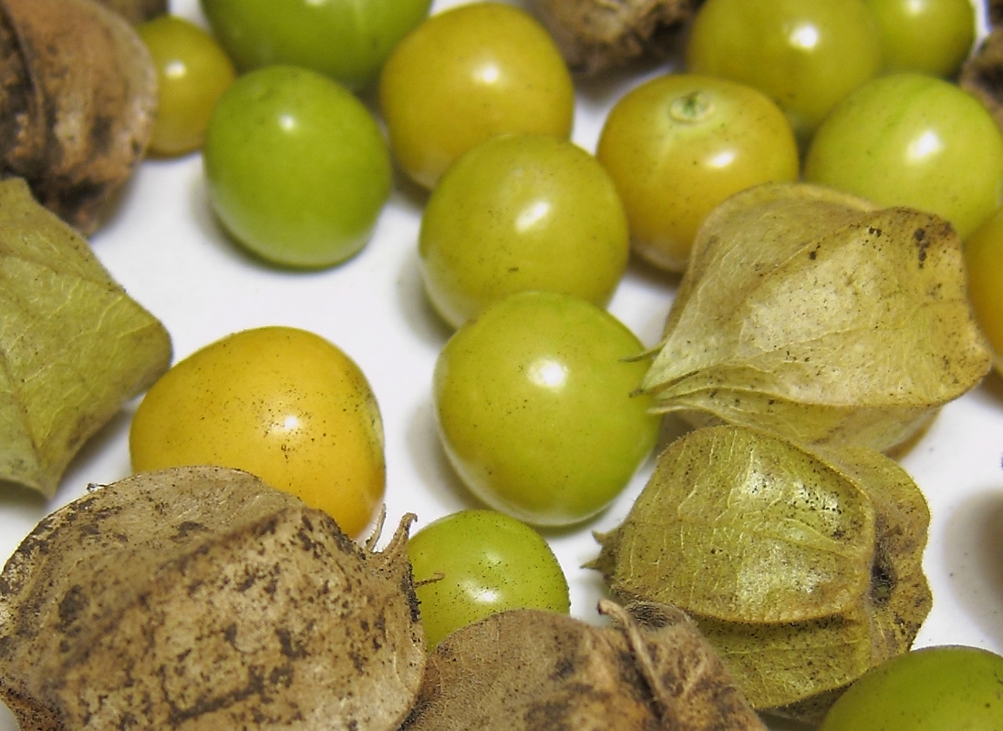 Изображение особи Physalis pubescens.