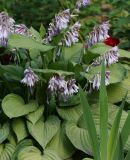 Hosta