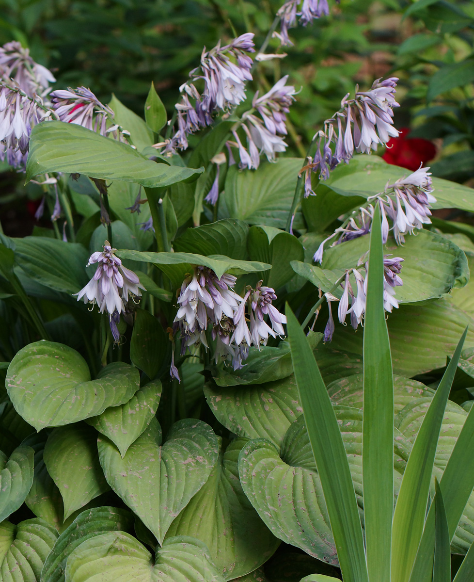 Image of genus Hosta specimen.