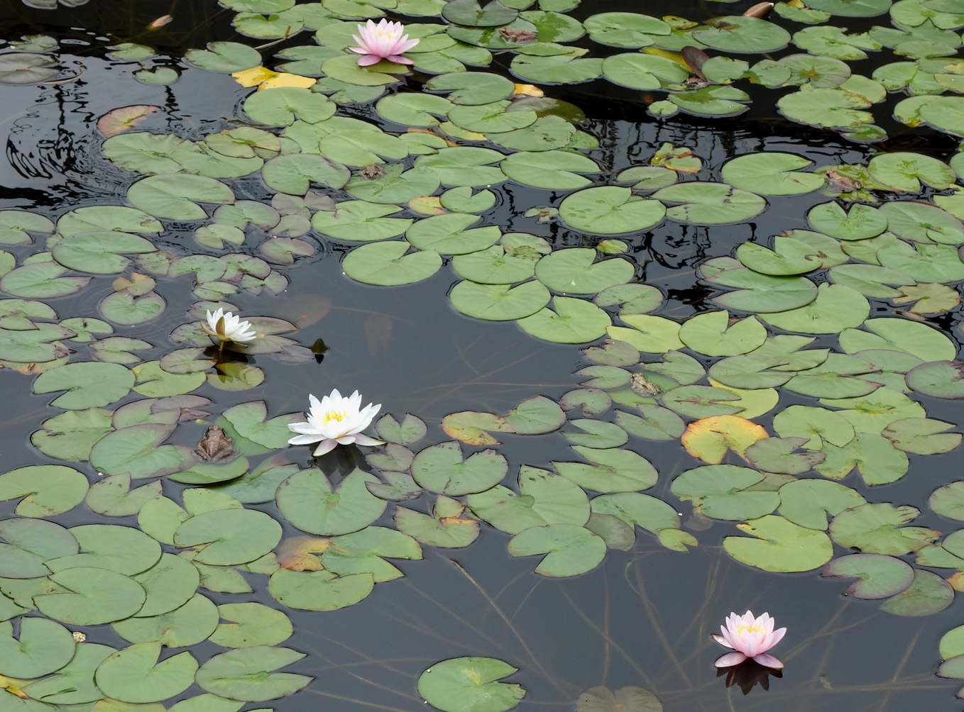 Image of Nymphaea × marliacea specimen.