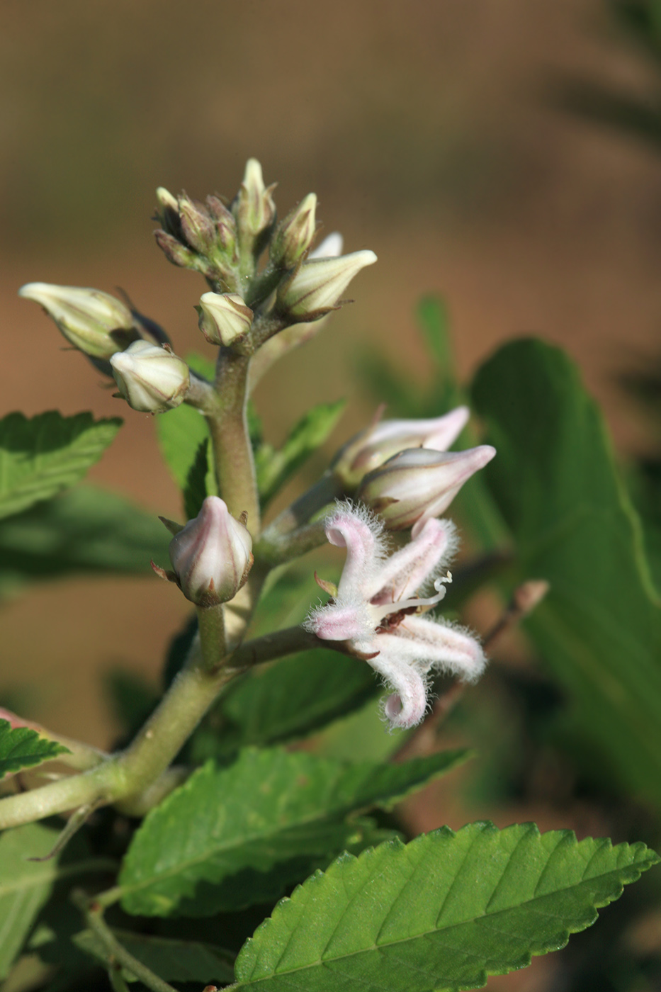 Image of Metaplexis japonica specimen.