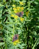 Euphorbia semivillosa