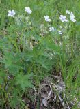 Geranium asiaticum