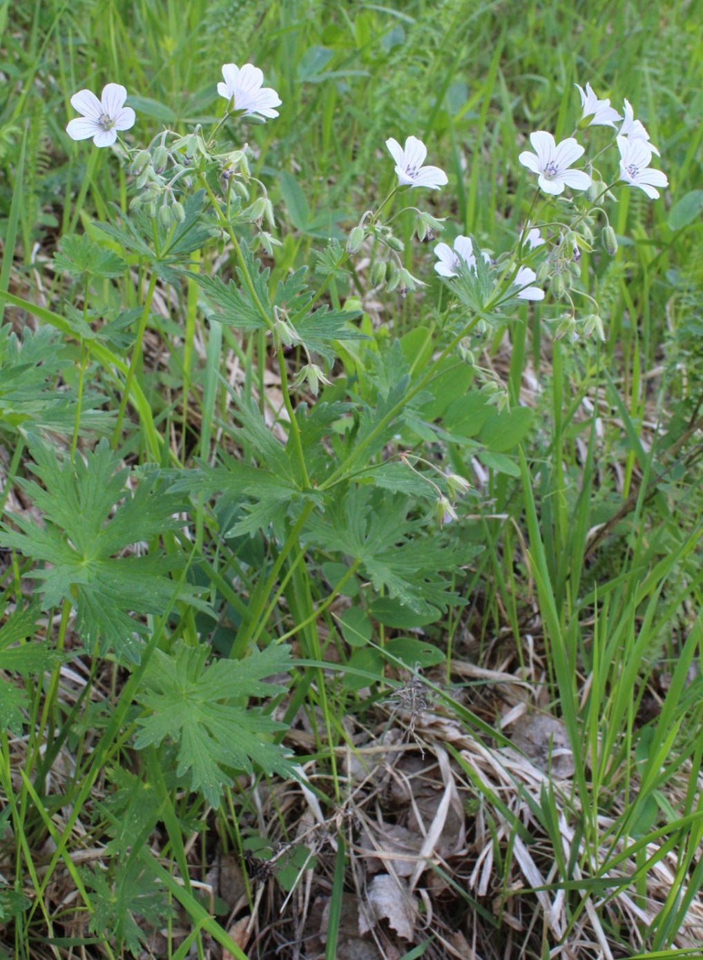 Image of Geranium asiaticum specimen.