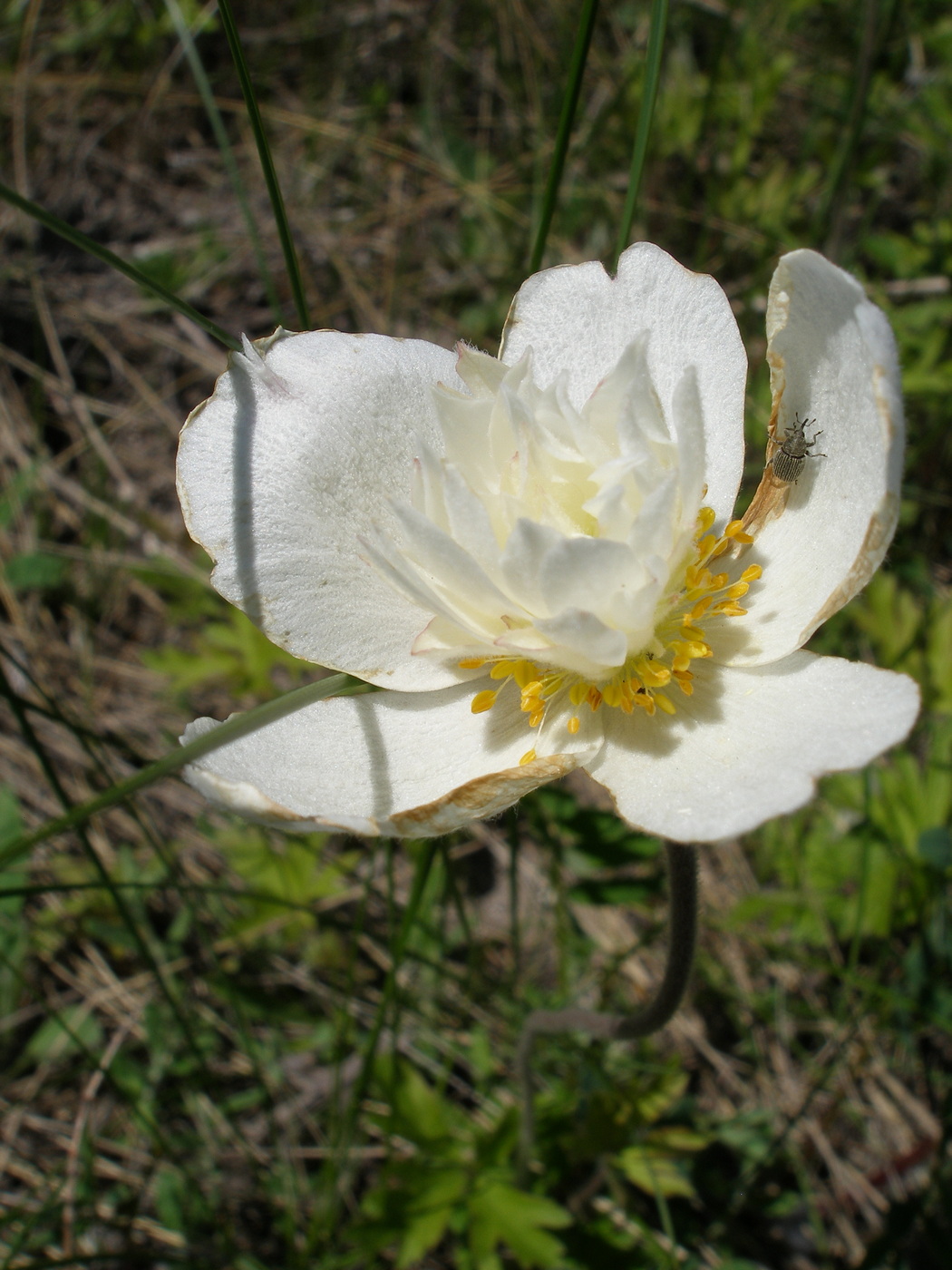 Изображение особи Anemone sylvestris.