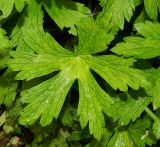 genus Geranium