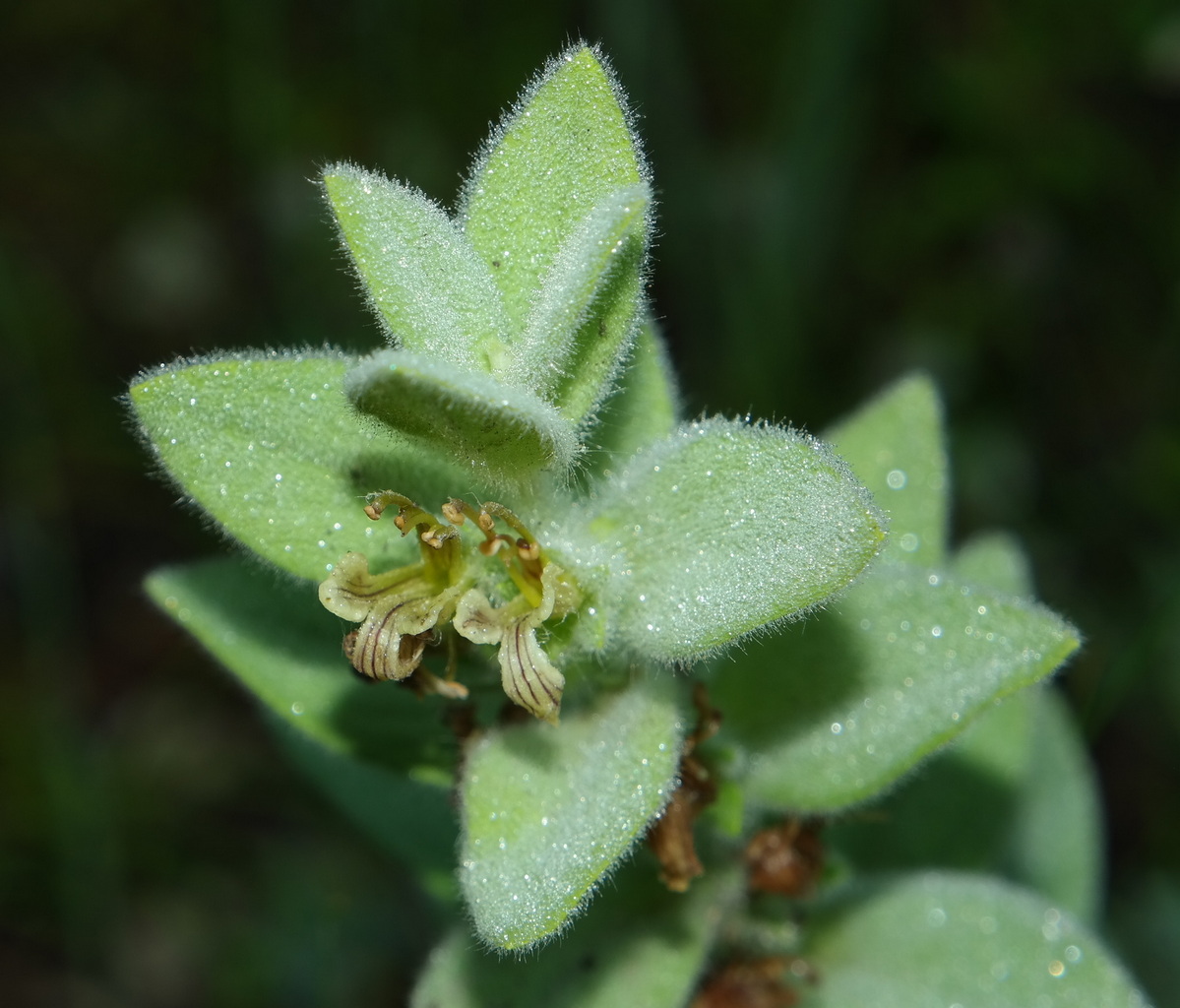 Image of Ajuga laxmannii specimen.