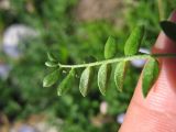 Astragalus levieri