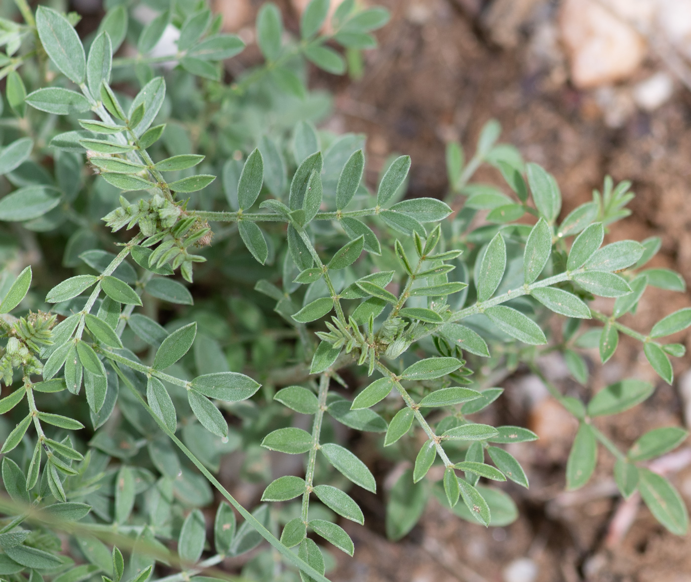 Изображение особи Indigofera heterotricha.