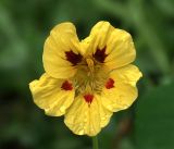 Tropaeolum majus