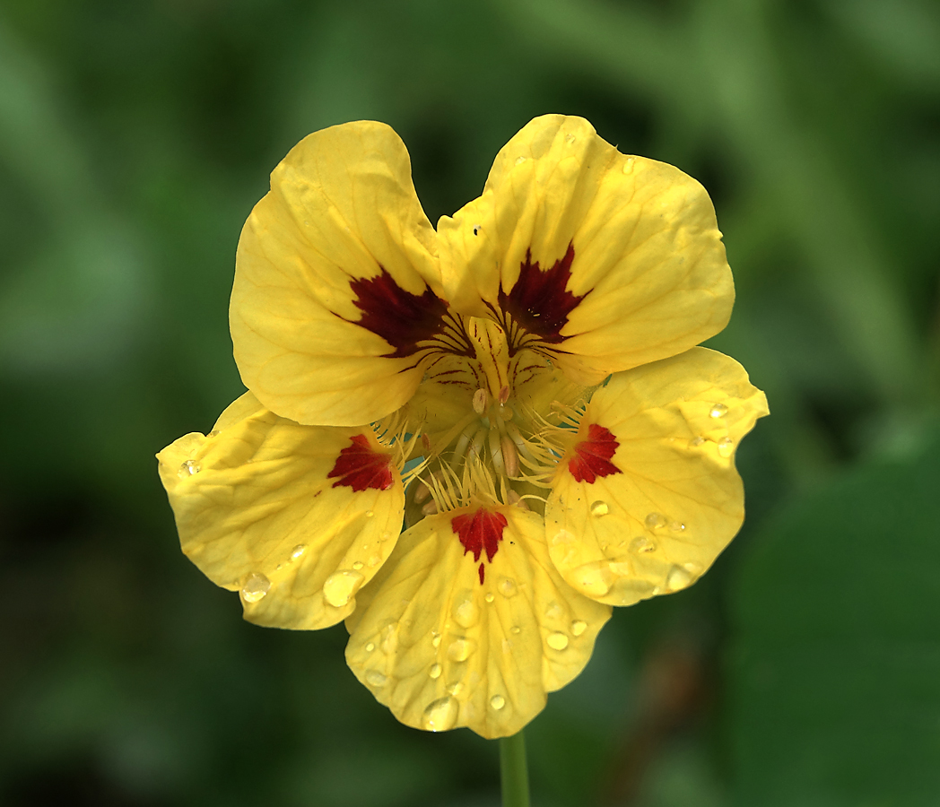 Изображение особи Tropaeolum majus.