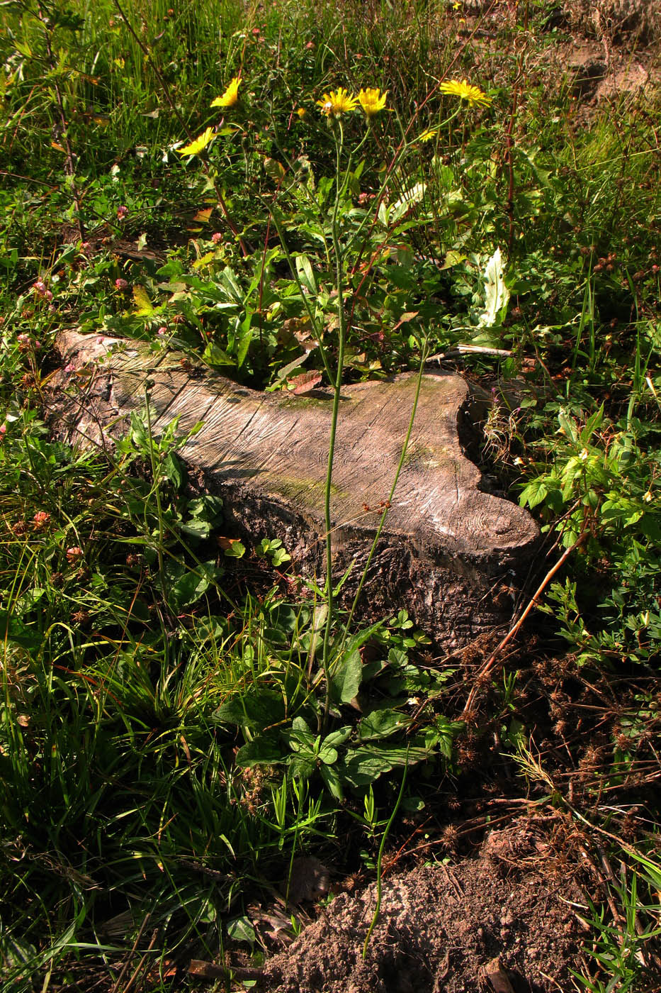 Image of Hieracium sylvularum specimen.