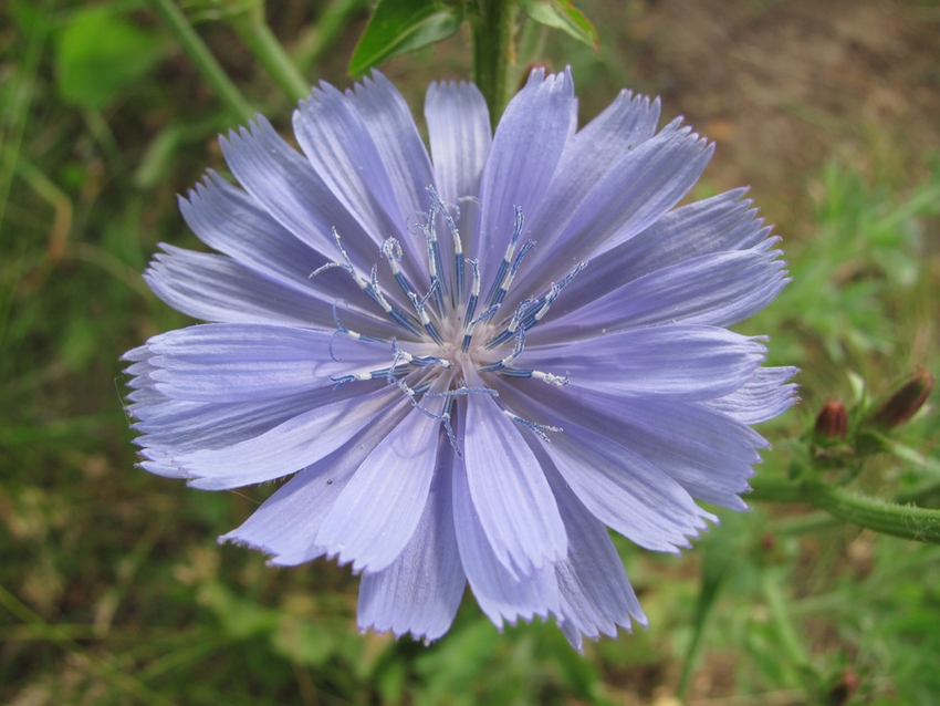 Image of Cichorium intybus specimen.