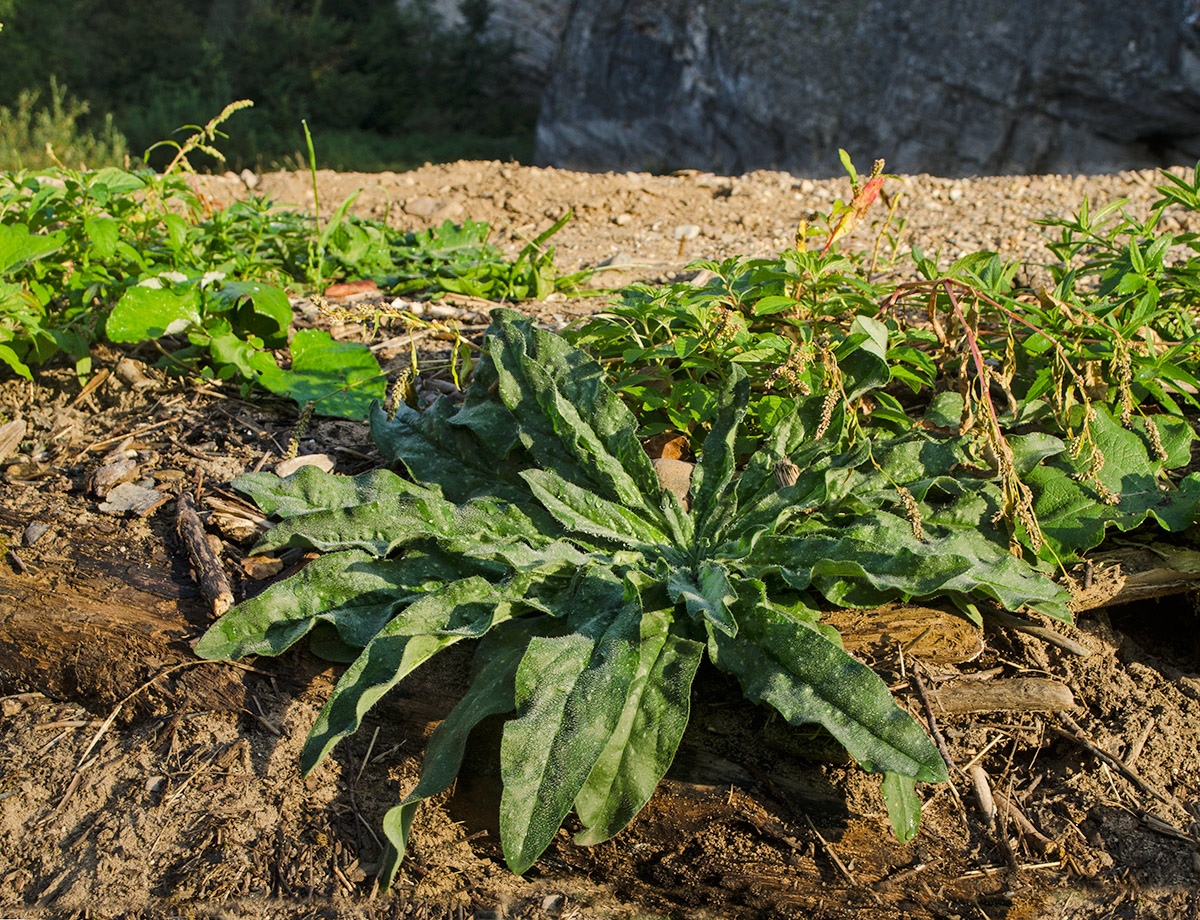 Изображение особи Echium vulgare.