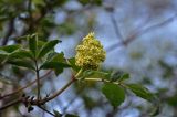 Sambucus racemosa