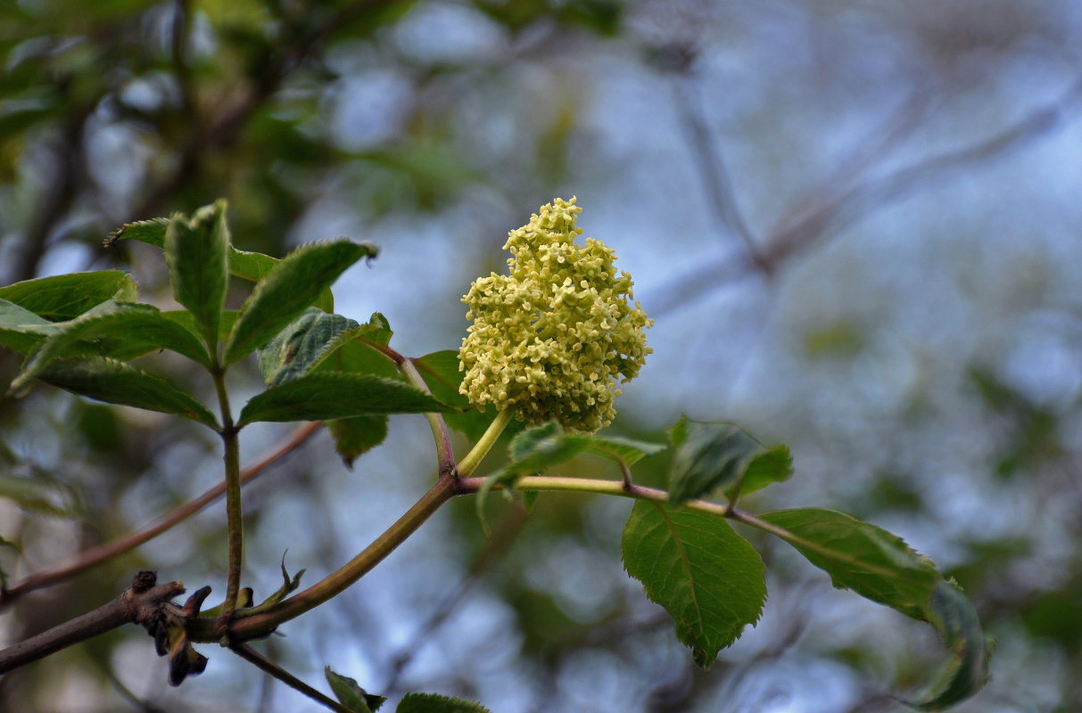 Изображение особи Sambucus racemosa.