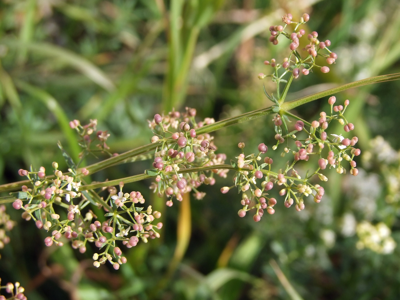 Изображение особи Galium mollugo.